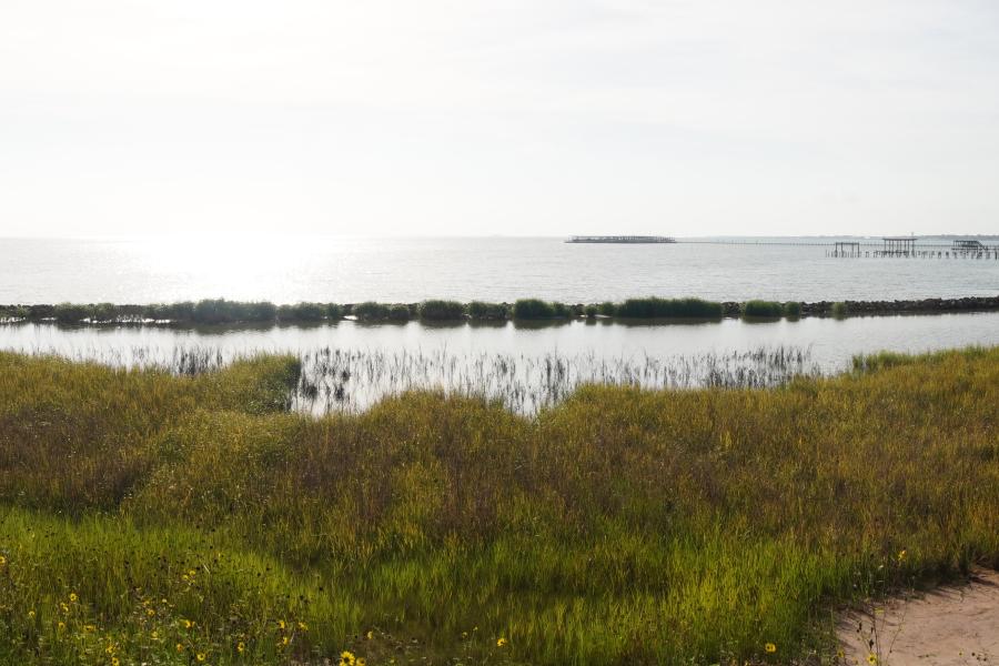 Moda Marsh & Wetlands Preserve